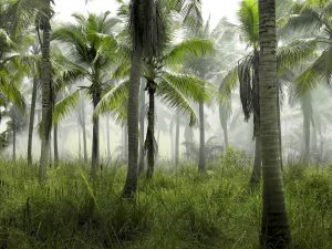 Come passare una giornata senza ‘mangiarsi’ la foresta