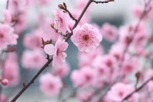 Giornata mondiale della biodiversità: per salvarla, capiamo prima cos’è